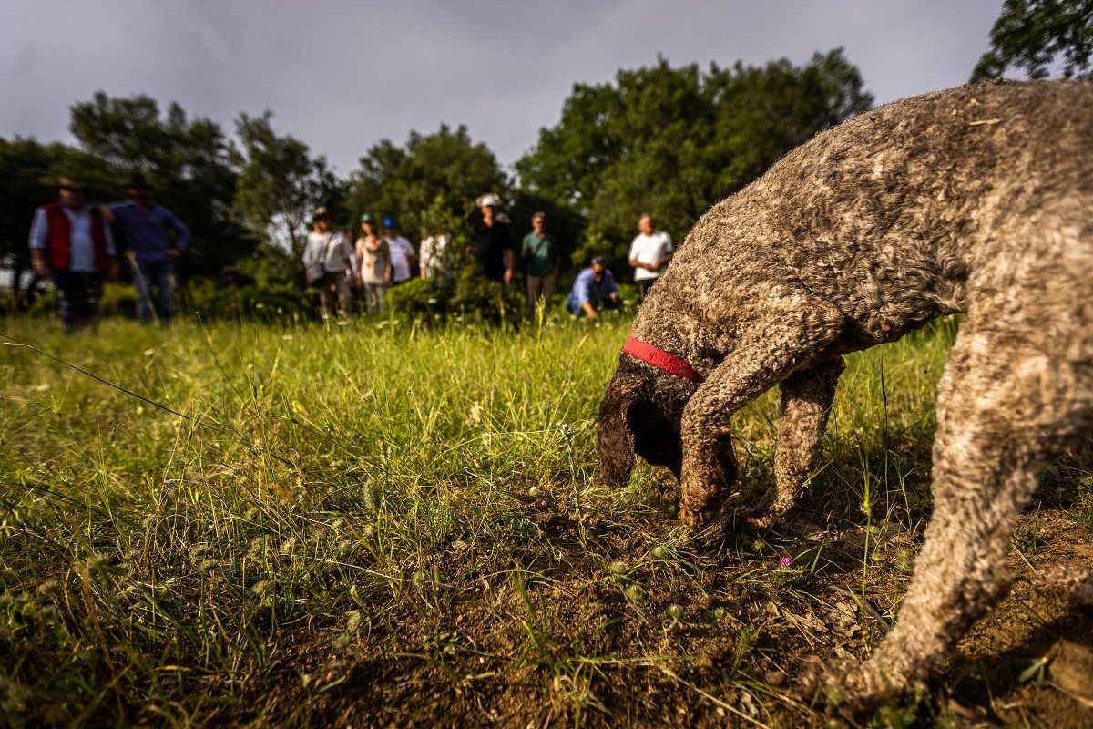 Τρούφα Σκύλος