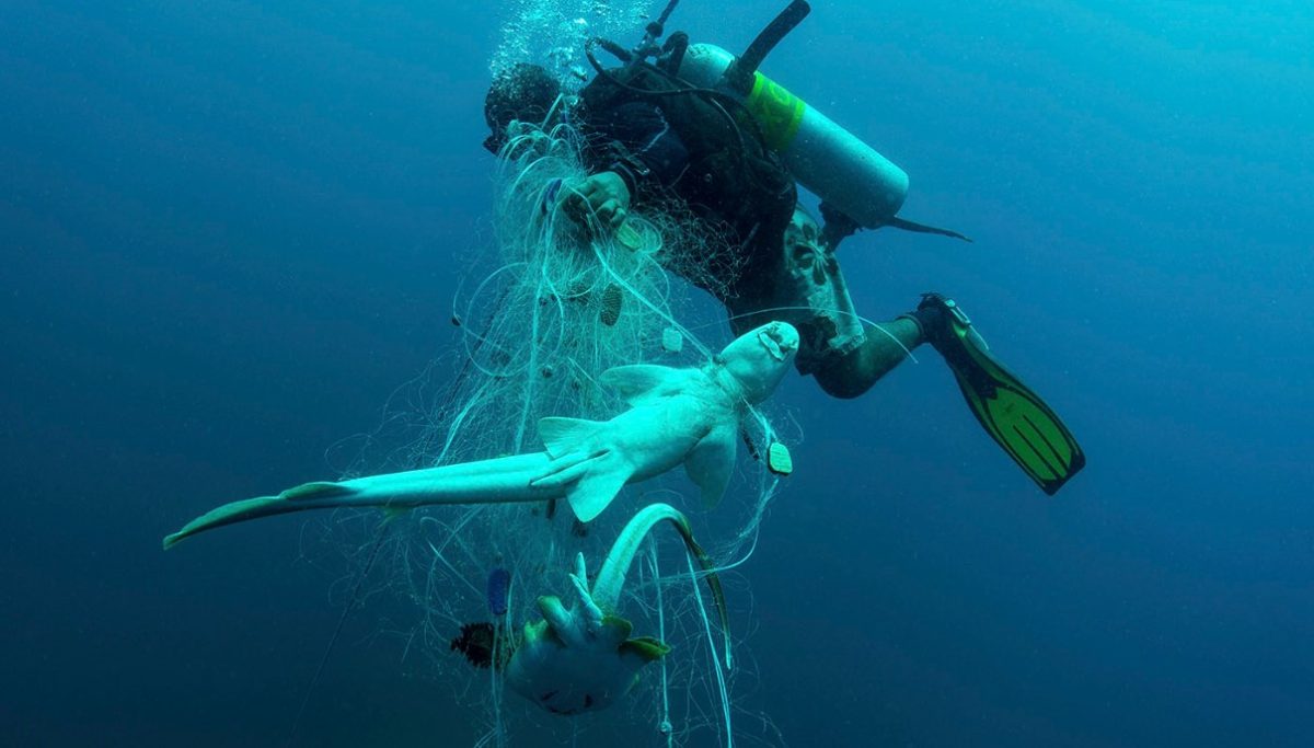 Όταν η προστασία των καρχαριών γίνεται παγίδα: Νέα έρευνα αποκαλύπτει απρόβλεπτες συνέπειες