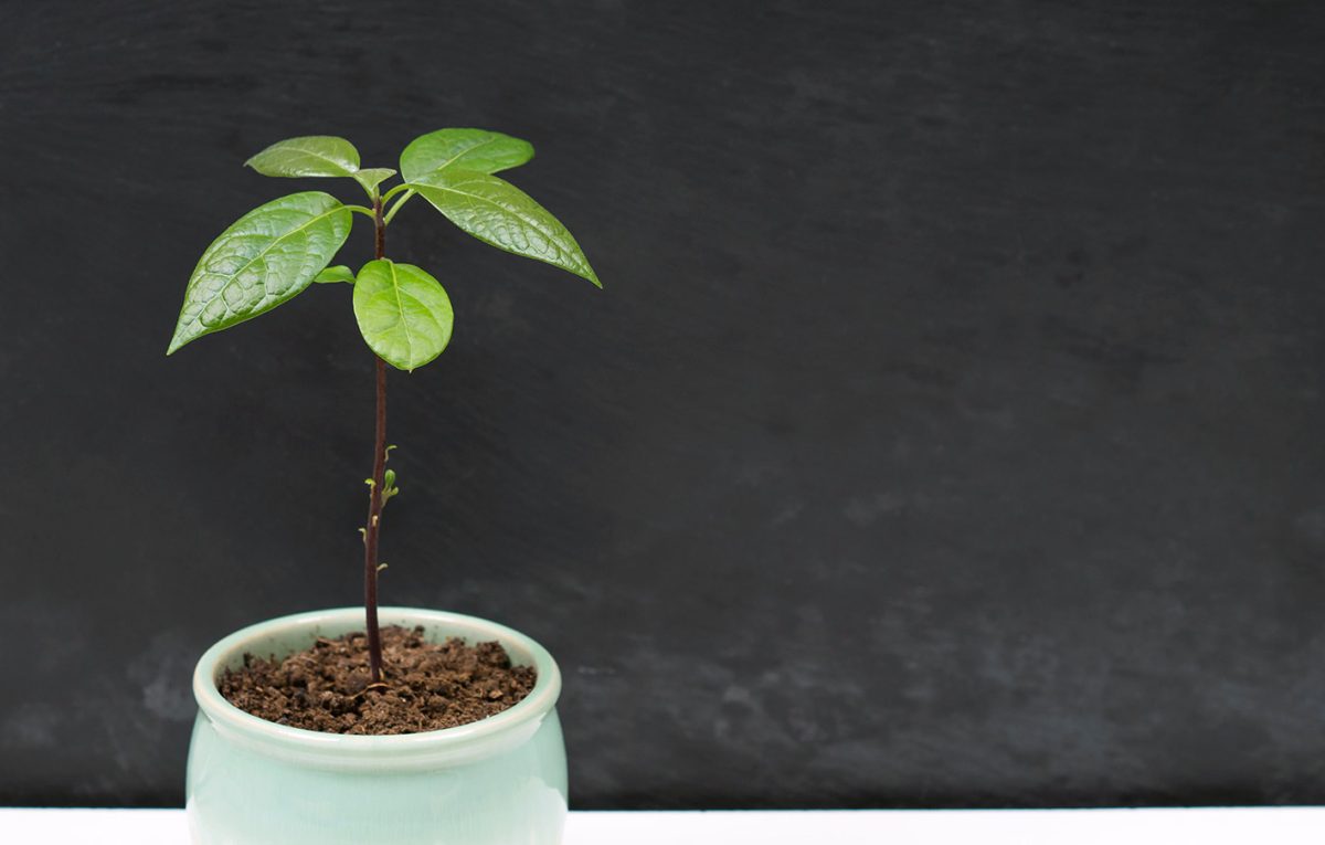 Το απόλυτο green project: Καλλιέργησε αβοκάντο στο σπίτι σου