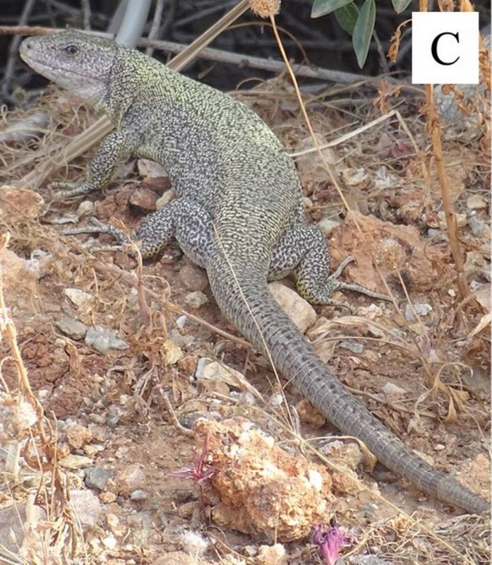 Lacerta citrovittata