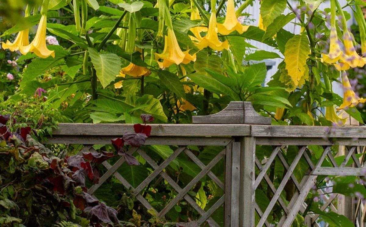 Το παραδεισένιο φυτό με τα μεγάλα κίτρινα κρεμαστά λουλούδια – Στολίδι για το μπαλκόνι ή την αυλή σας