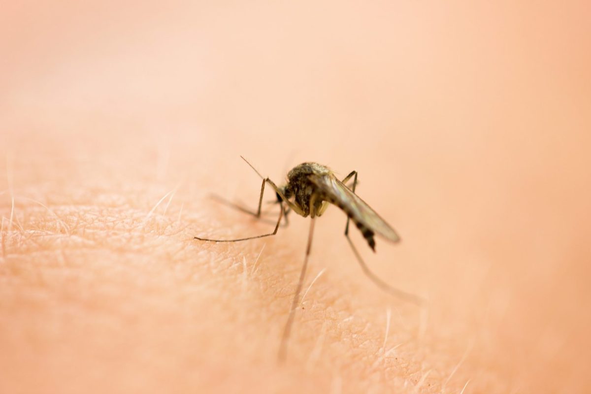 Το κόλπο με τη βανίλια για να διώξετε τα κουνούπια