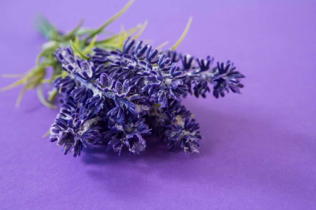 Το μωβ φυτό που βοηθά στον ύπνο, μειώνει το άγχος και την ημικρανία και αντιμετωπίζει την τριχόπτωση