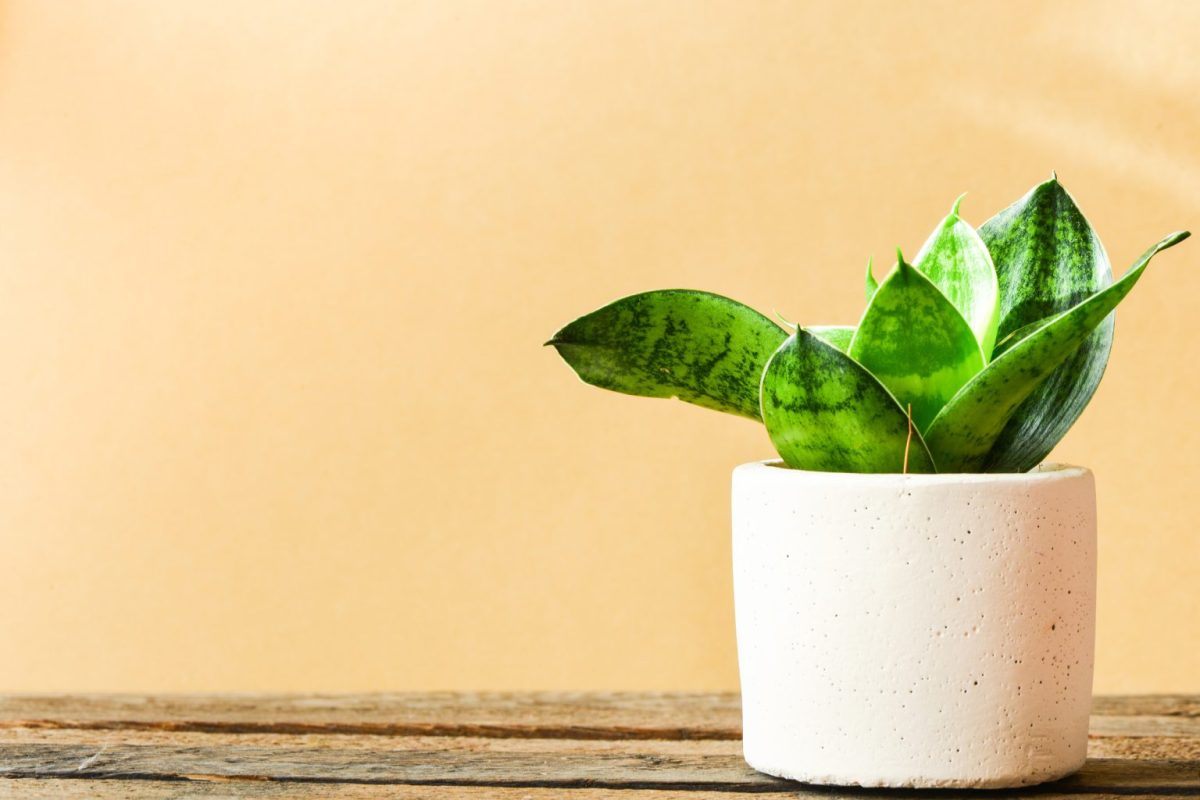 Το κόλπο για να κάνετε τη στάχτη λίπασμα για τα φυτά