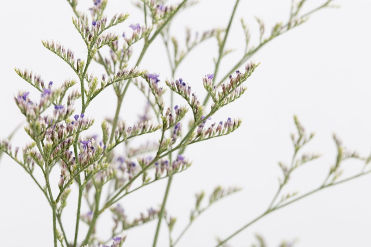 Το βότανο του σταυρού που προστατεύει από καρκίνο και Αλτσχάιμερ και αντιμετωπίζει άγχος και σπασμούς