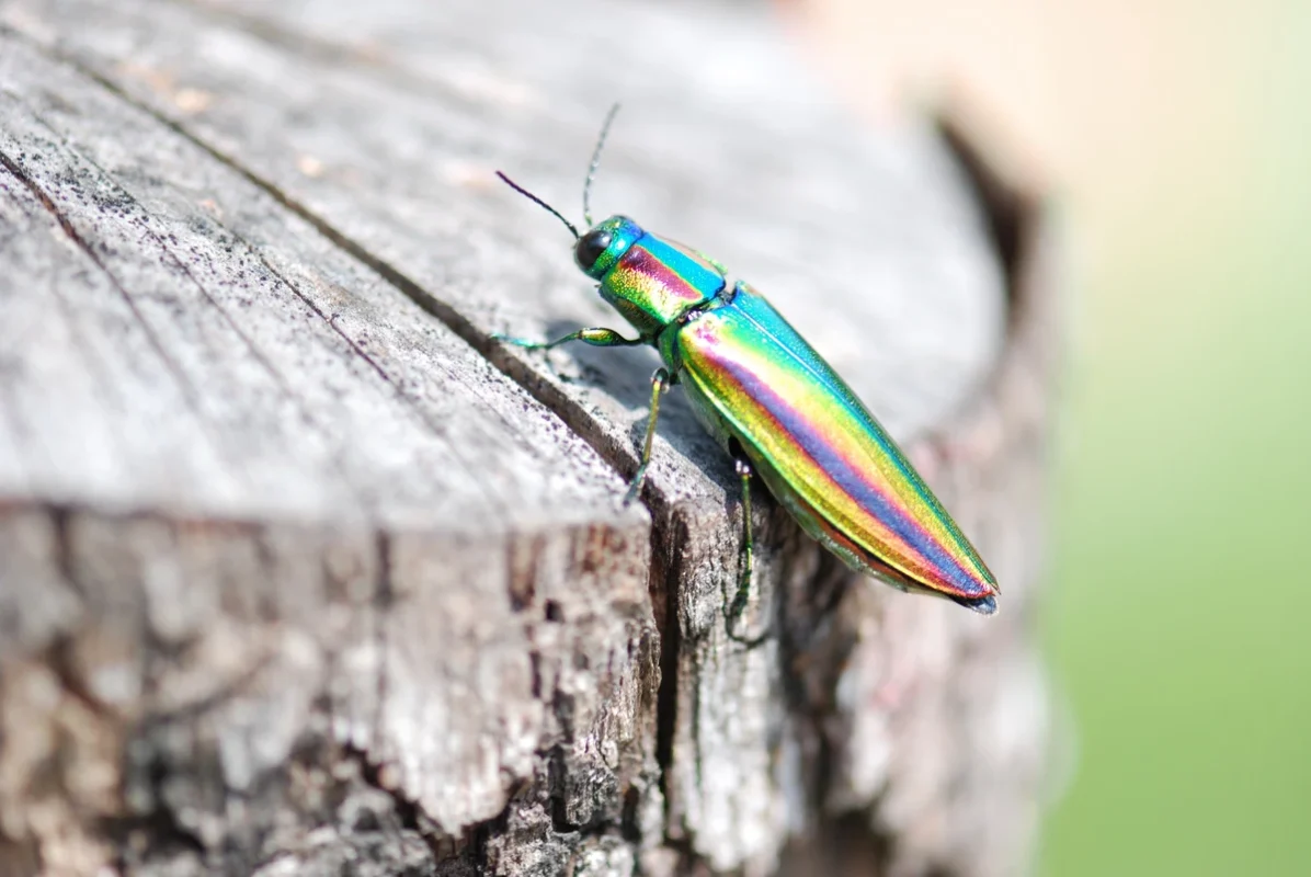 Jewel beetle