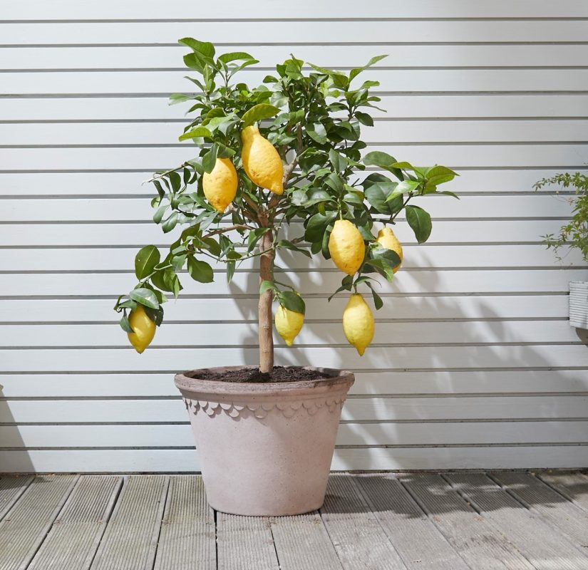 Λεμονιά σε γλάστρα: Τα μυστικά για φρέσκα και ζουμερά λεμονάκια στο μπαλκόνι σας