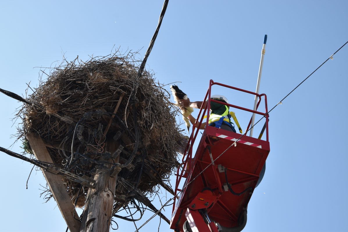 Τοποθέτηση δακτυλίων στα πόδια των νεοσσών λευκοπελαργών στις φωλιές της Λέσβου