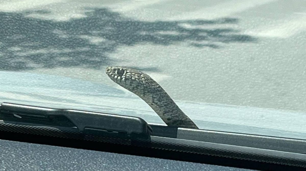 Βόλος: Στιγμές τρόμου για οδηγό – Φίδι ξεπρόβαλε από το παρμπρίζ ενώ οδηγούσε