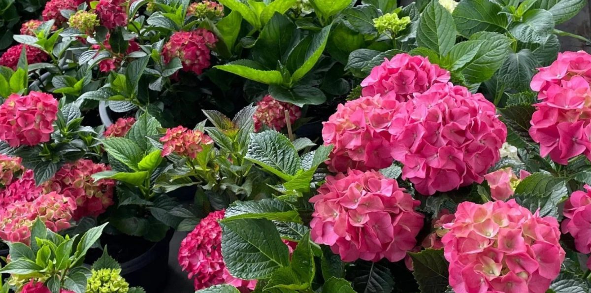 Μυστικά για τις ορτανσίες – Πώς να αλλάζετε μόνοι σας το χρώμα στα άνθη τους