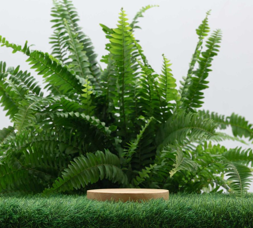 Φτέρη: Γιατί δεν πρέπει να λείπει από το σπίτι σας