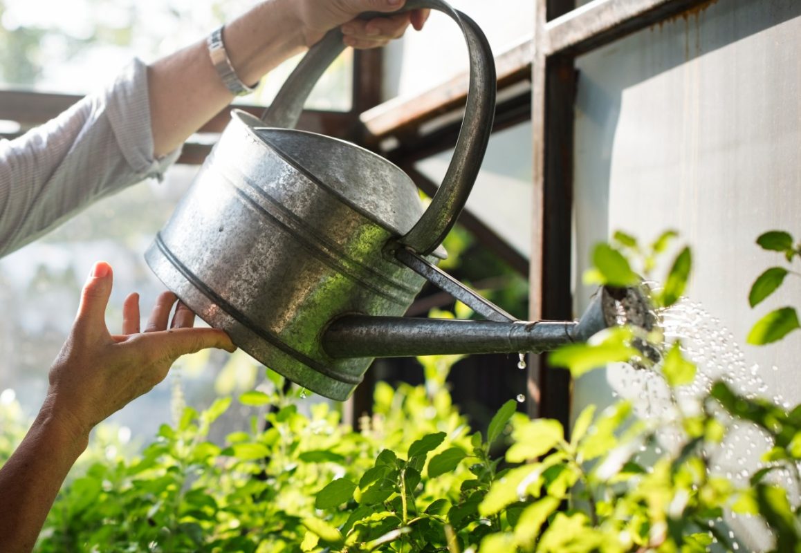 Το φυτό που παράγει φυσικά σφουγγάρια με μοναδικά οφέλη για το δέρμα – Πώς να το καλλιεργήσετε στον κήπο σας