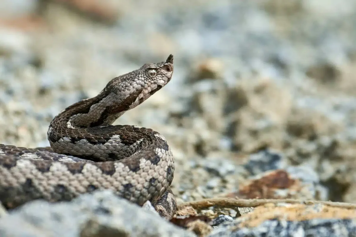 Λαμία: Στη ΜΕΘ 16χρονος μετά από δάγκωμα οχιάς