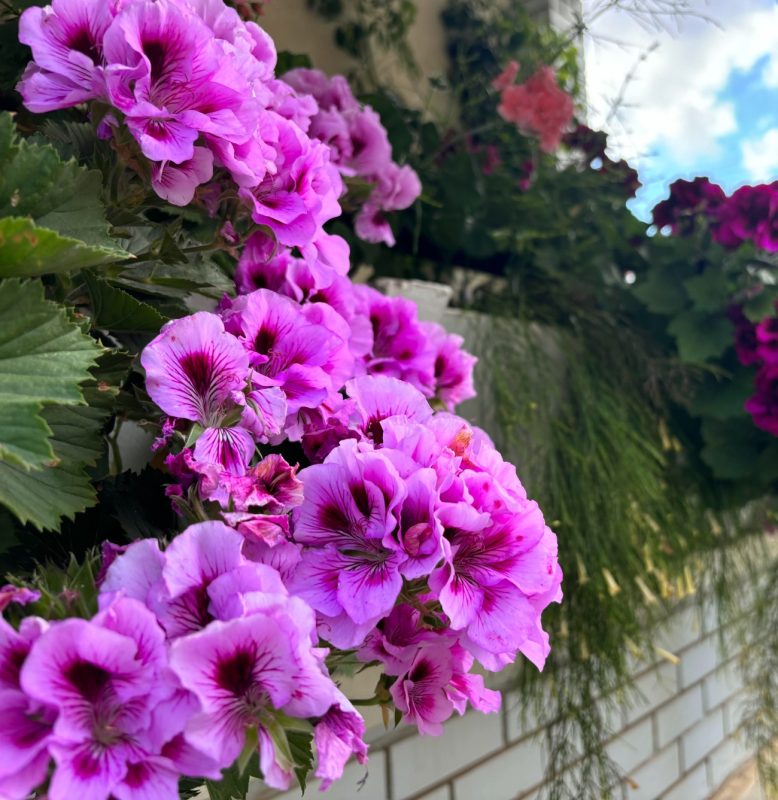 Μυστικά για τα πελαργόνια: Το διαχρονικό φυτό για ένα μπαλκόνι γεμάτο χρώμα μέχρι το φθινόπωρο