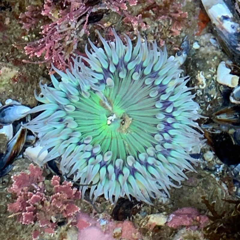 Θαλάσσια ανεμώνη: Τι να κάνετε εάν σας τσιμπήσει και πόσο επικίνδυνη είναι