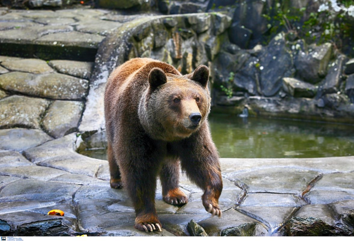 Καστοριά: Νεκρή αρκούδα από πυροβόλο όπλο