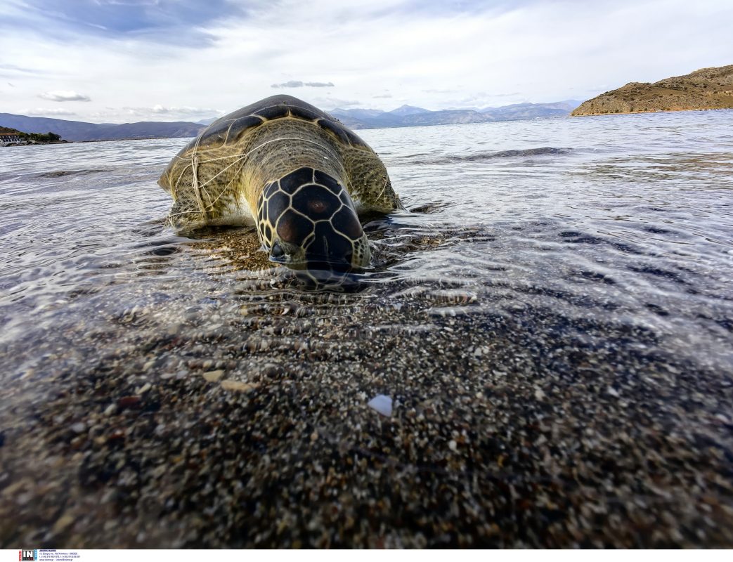 Θεσσαλονίκη: Νεκρή θαλάσσια χελώνα εντόπισαν συνεργεία του Δήμου Καλαμαριάς στη Νέα Κρήνη