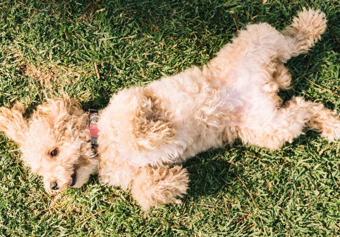 Γιατί ο σκύλος σας προτιμά να κοιμάται ανάσκελα;