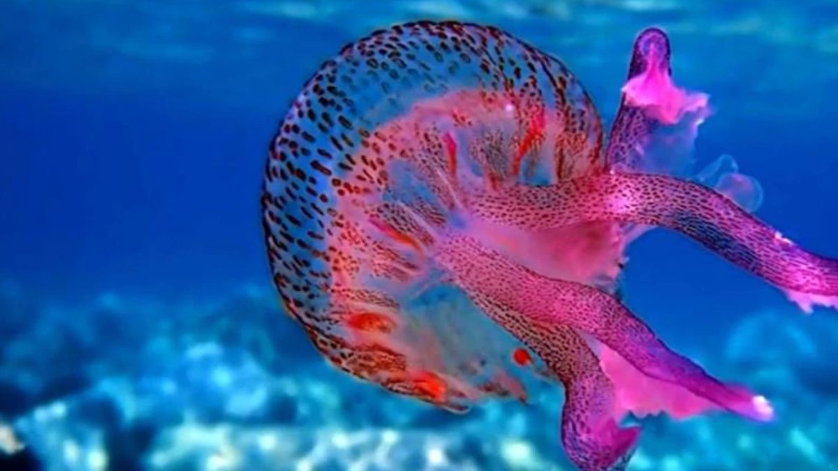 Μωβ μέδουσες: Live χάρτης με τις επικίνδυνες παραλίες – Οδηγίες από τον ΕΟΔΥ