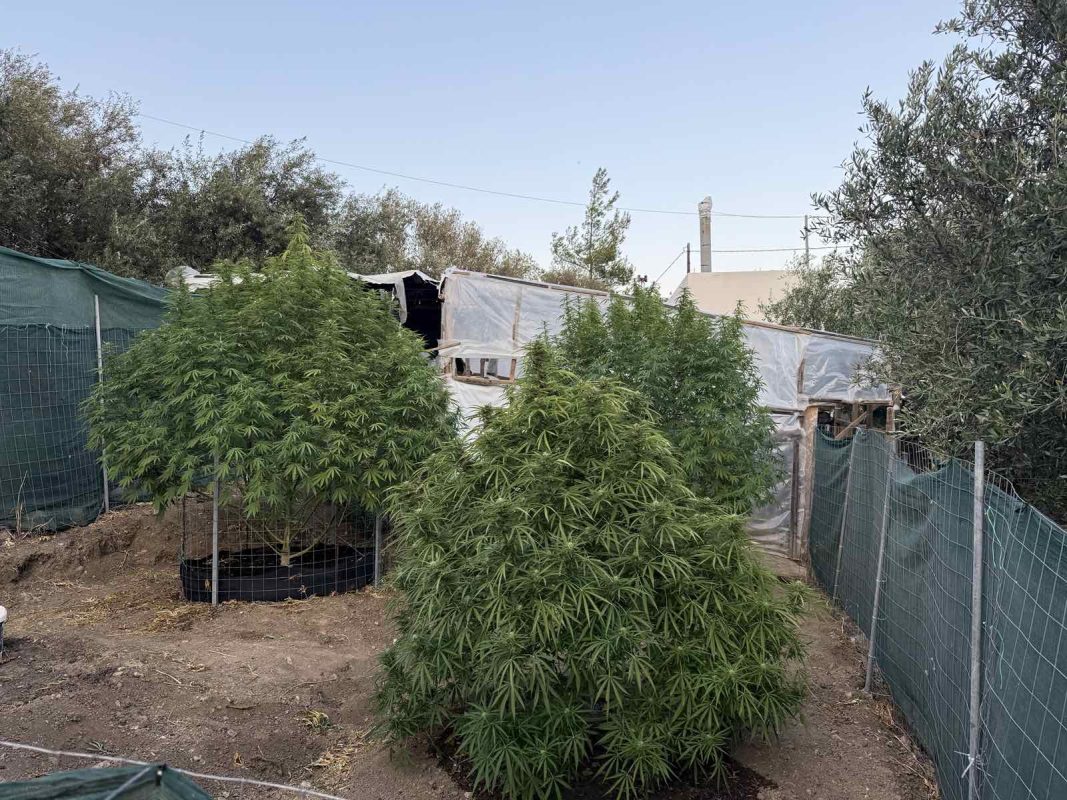 Είχαν φτιάξει θερμοκήπιο–κάλυψη για καλλιέργεια κάνναβης στην Ιεράπετρα