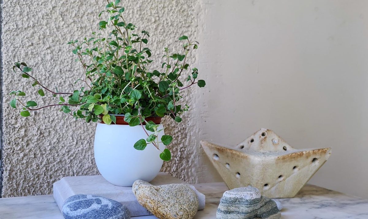 Αρωματικά και βοτάνια: Οι πράσινοι σύμμαχοι υγείας και γεύσης