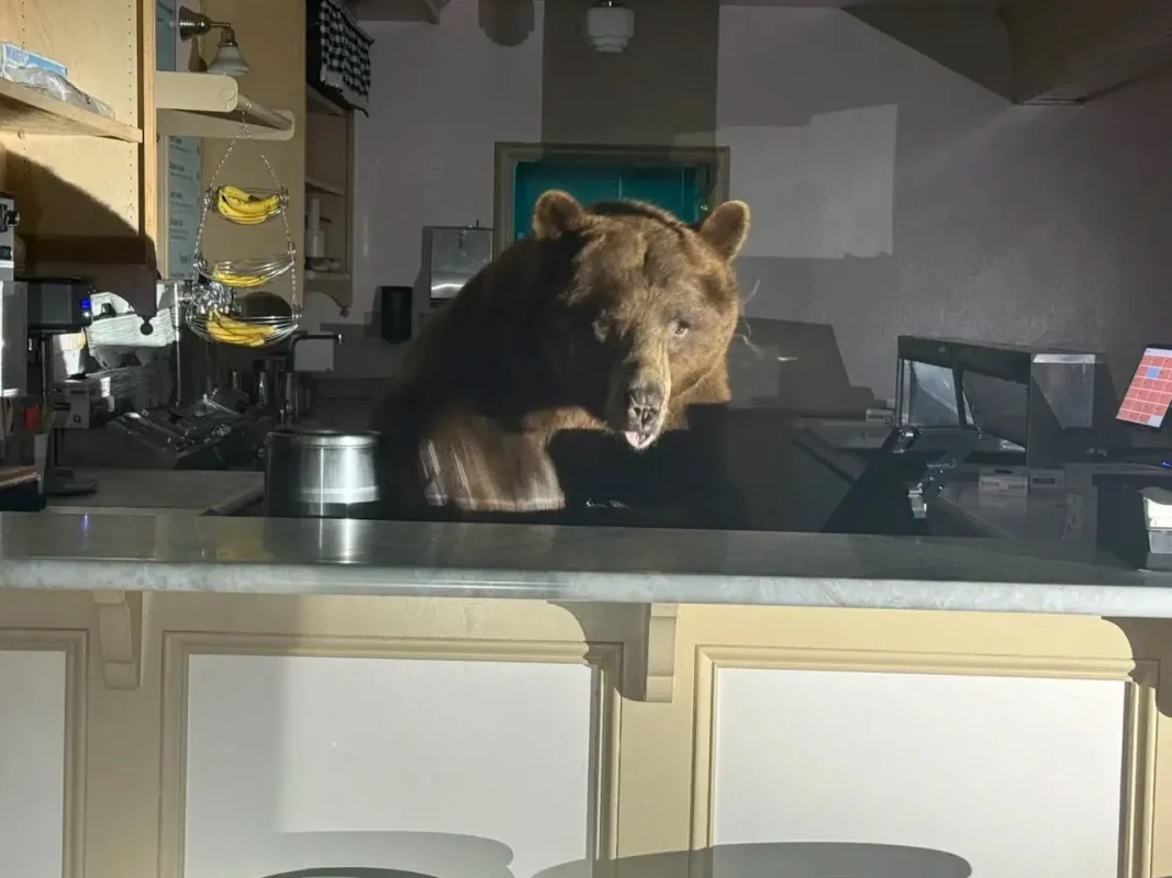 Καλιφόρνια: Αρκούδα μπήκε σε κατάστημα και έφαγε έναν κουβά… παγωτό φράουλα