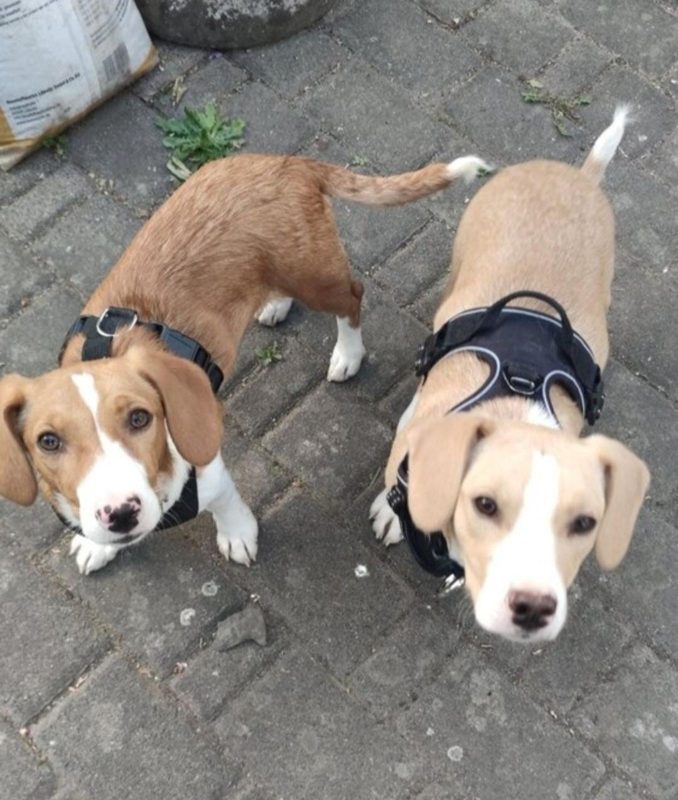 Από τους δρόμους της Θεσσαλονίκης στα σαλόνια της Ευρώπης – Νέα αρχή για 130 ζώα από τον δρόμο σε Ελλάδα και εξωτερικό