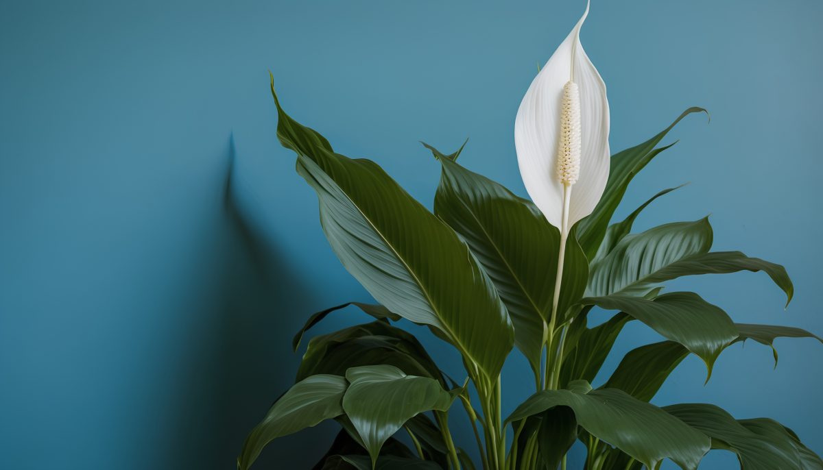 Επτά φυτά εσωτερικού χώρου που βελτιώνουν την υγεία