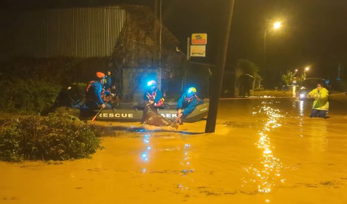 Συγκλονιστικό βίντεο: Καρέ καρέ η επιχείρηση απεγκλωβισμού αλόγου στη Φιλιππιάδα