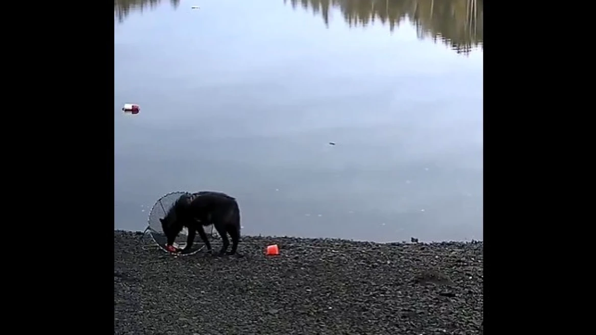 Λύκαινα ανεβάζει από το βυθό μια παγίδα για κάβουρες για να τραφεί – ΒΙΝΤΕΟ