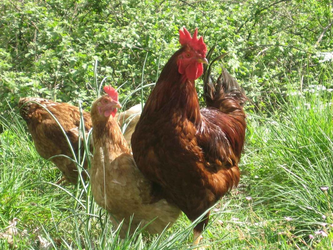Το αυγό και η αλήθεια πίσω από τα χρώματα του κελύφους – Επηρεάζει το χρώμα τη θρεπτική αξία του;