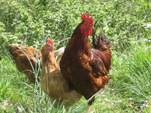 Το αυγό και η αλήθεια πίσω από τα χρώματα του κελύφους – Επηρεάζει το χρώμα τη θρεπτική αξία του;