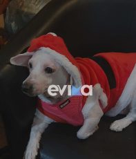 Σκυλάκι στην Εύβοια ντύθηκε Άγιος Βασίλης - ΒΙΝΤΕΟ