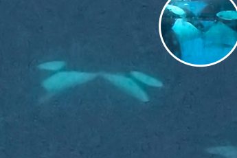 Το φιλί των 2 λεπτών: Σπάνιο βίντεο με «τρυφερή στιγμή» ανάμεσα σε δύο όρκες