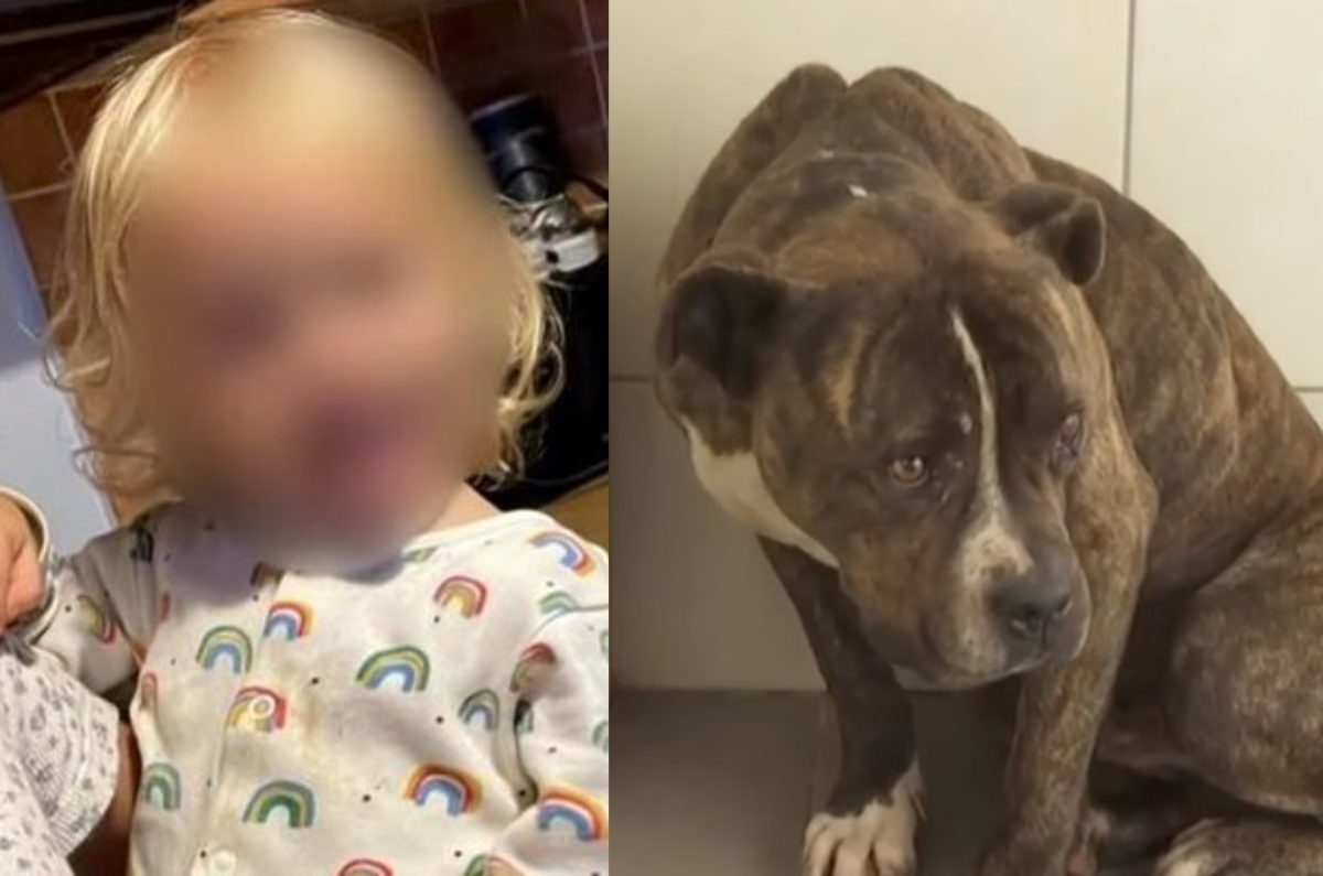 Το πιτμπουλ δεν ήταν κακοποιημένο